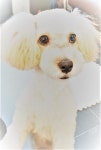 네오이젠