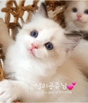 랙돌캐터리