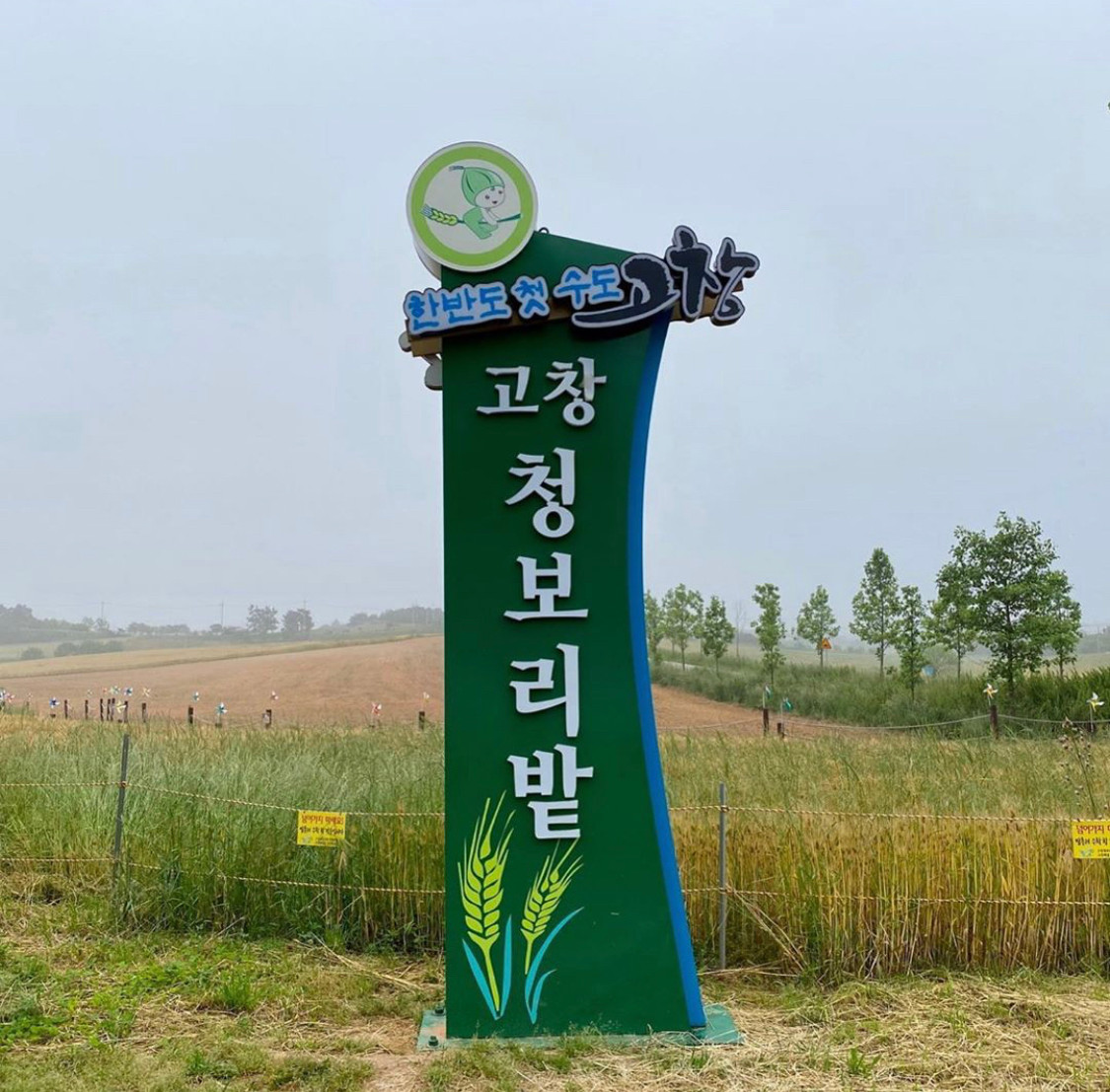고창엔 이미지