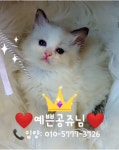 랙돌캐터리