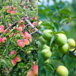 태봉농장직거래