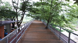 천리향