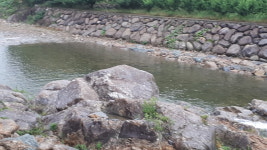 천리향