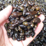 지리산골건강농장