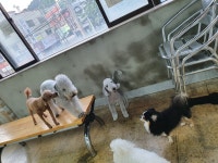 부산애견팡팡