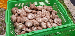 송아네표고버섯농장