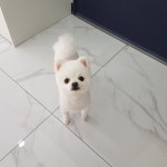 도그살롱