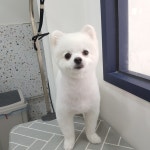 도그살롱