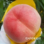 각시네복숭아