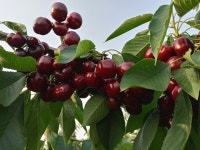 오성체리농원,오성체리농장