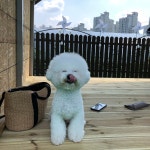 발바닥 애견카페