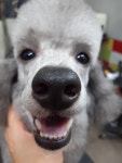 THE폼나개