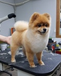 THE폼나개