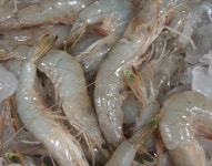 태안수산&물가맛있게먹는날