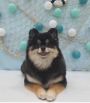 꼼꼼애견미용실