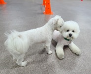 하울애견유치원