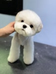 메종드펫