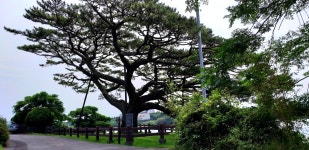 제주수산리곰솔