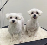와우펫 살롱 강아지미용실