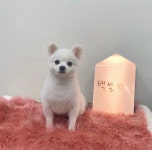 와우펫 살롱 강아지미용실