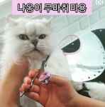 영천애견미용
