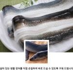 풍천장어