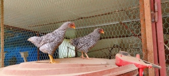 꼬꼬팜 체험교육농장