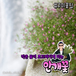 아이올라