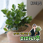 아이올라