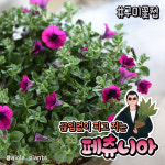 아이올라