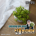 아이올라