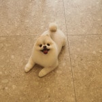 뽐나개