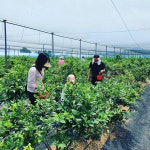 김포샬롬블루베리농장