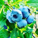 김포샬롬블루베리농장