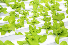 농업회사법인 일신팜 연구소