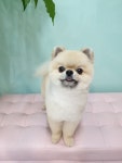 THE예쁘개