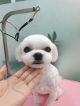 THE예쁘개