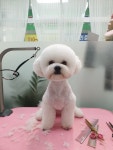 THE예쁘개