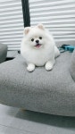 큐트독