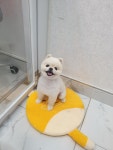 THE예쁘개