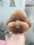 THE예쁘개