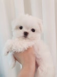 골든캐슬 쇼룸