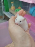 우진펫