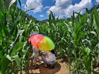 옥수수미로아홉마지기체험마을