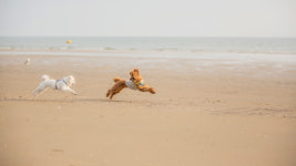 슈가몽 애견펜션