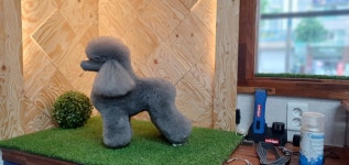 도그트리 애견미용실