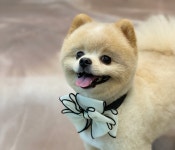 미쓰박 펫 살롱