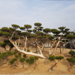 금강조경건설