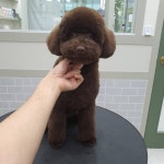 꼼꼼애견미용실