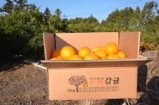 감귤체험드림농원